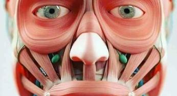 INILAH GAMBAR OTOT-OTOT WAJAH KITA